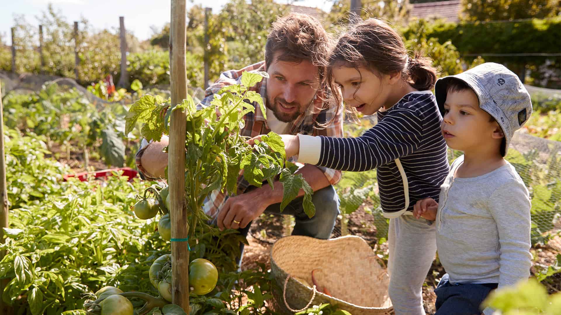 Les enfants et leur père s'émerveillent devant les tomates de leur propre jardin